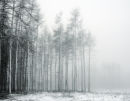 Trees & Mist